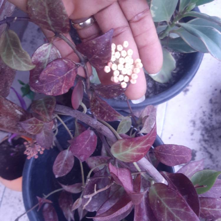 Plant image Hoya lacunosa var. pallidiflora X Hoya obscura