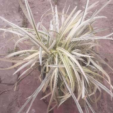 Lilyturf 'Variegata'