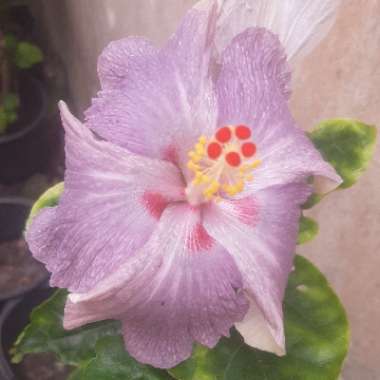 Hibiscus rosa-sinensis