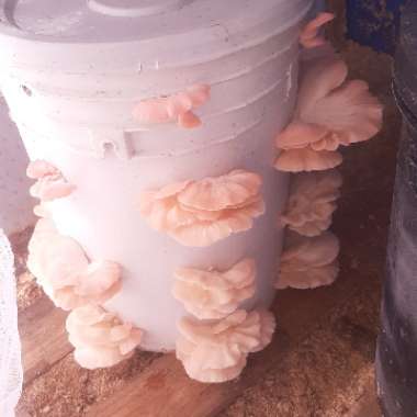 Pleurotus djamor