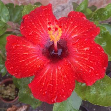 Chinese Hibiscus