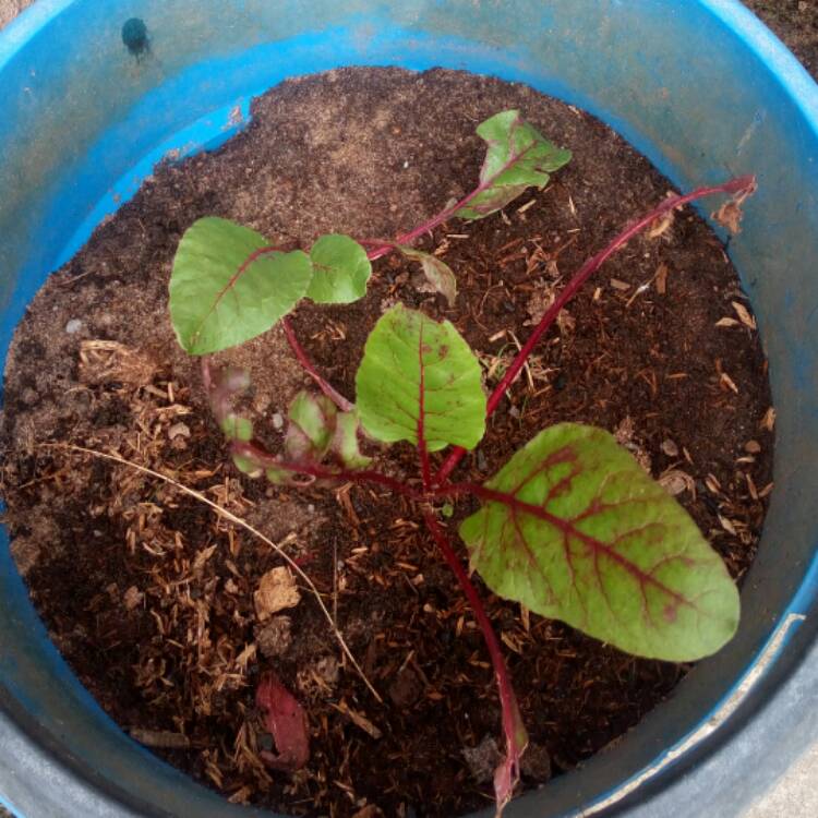 Plant image Beta Vulgaris 'Detroit Dark Red Beet'