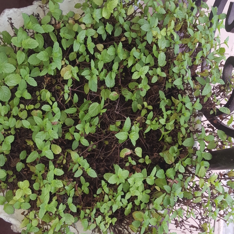 Plant image Mentha arvensis 'Thai'