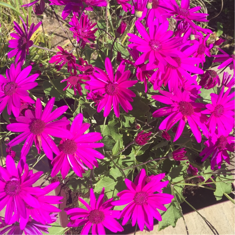 Plant image Pericallis x hybrida 'Sunsensere' (Senetti Series) syn. Pericallis 'Senetti Magenta'