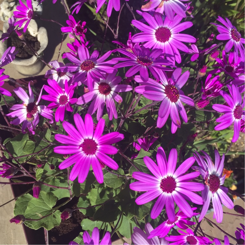 Plant image Pericallis x hybrida 'Sunsenbaibai' (Senetti Series) syn. Pericallis 'Senetti Violet Bicolor'