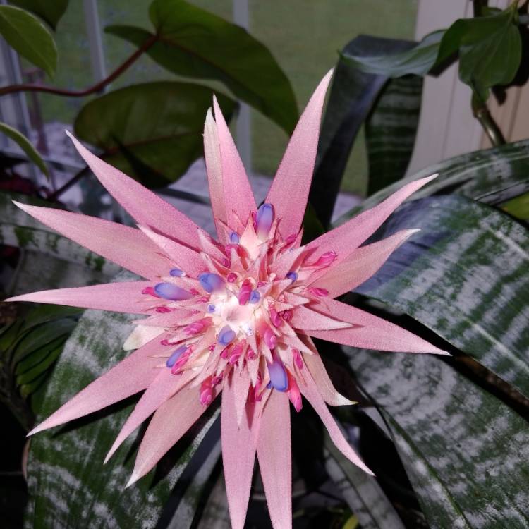 Plant image Aechmea fasciata