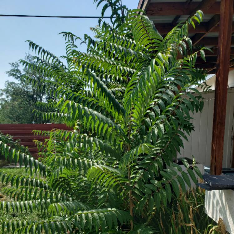 Plant image Ailanthus Altissima