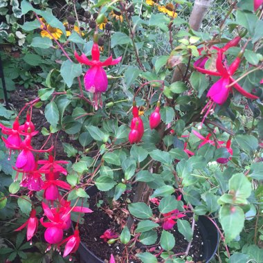 Fuchsia 'Pink Fizz'