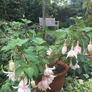 Fuchsia 'Annabel'