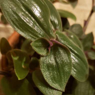 Silver Inch Plant