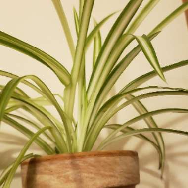 Spider Plant