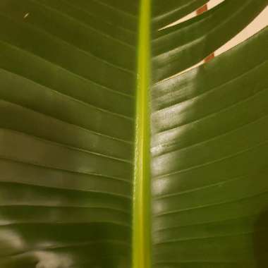 Giant White Bird Of Paradise