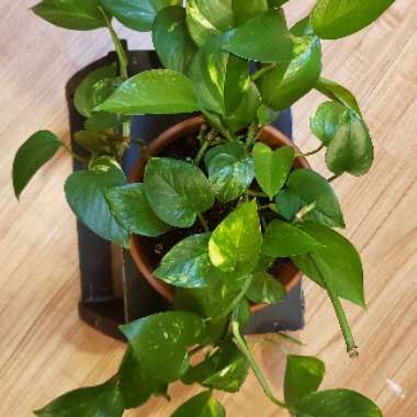 Epipremnum aureum (Devil's Ivy)