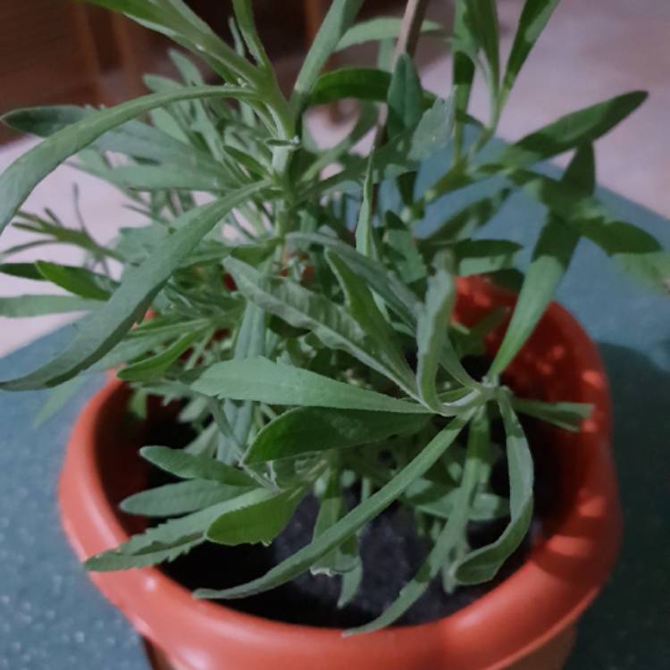 Plant image Lavandula angustifolia 'Schola' syn. Lavandula angustifolia 'Blue Cushion'