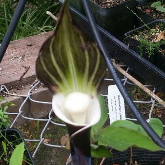 Arisaema triphyllum