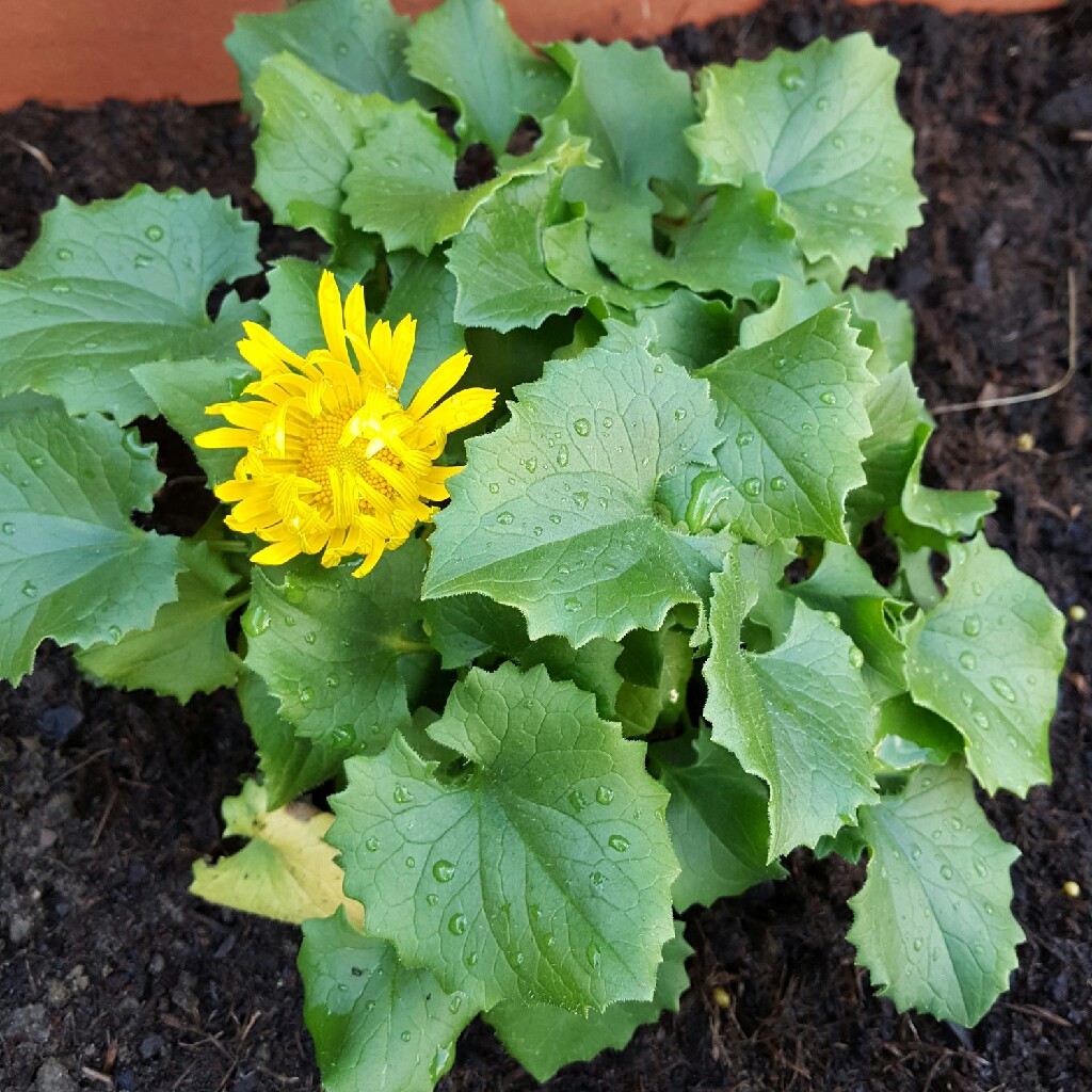 Leopard's Bane 'Little Leo'