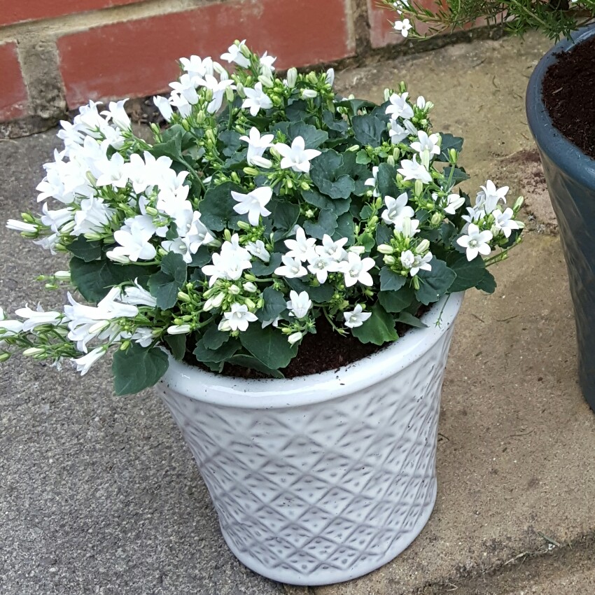 Dalmation Bellflower 'White Wonder Bells'