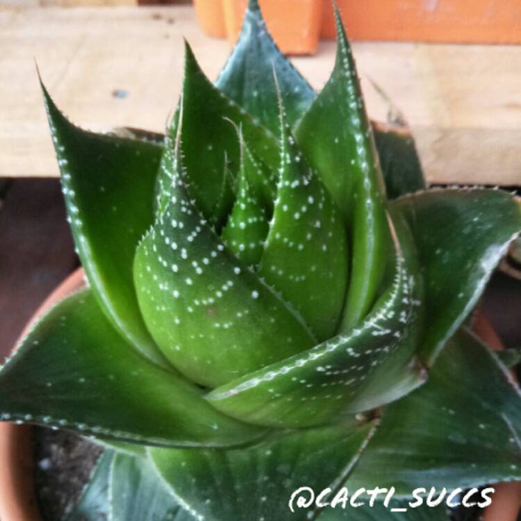 Plant image Aloe 'Cosmo' (Green Pearl)