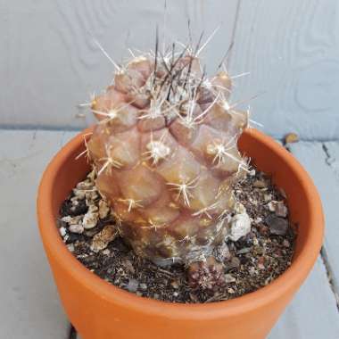 Copiapoa hypogaea