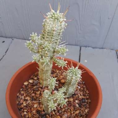 Euphorbia mammillaris 'Variegata'