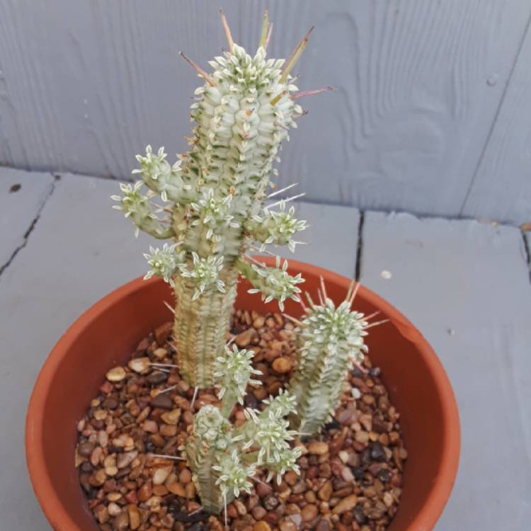 Plant image Euphorbia mammillaris 'Variegata'