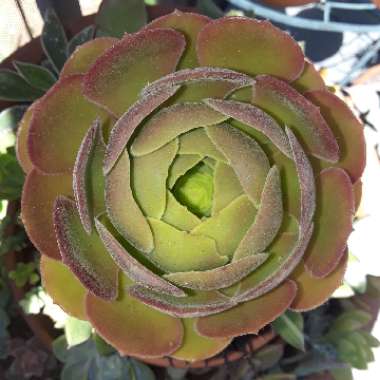 Aeonium Blushing Beauty