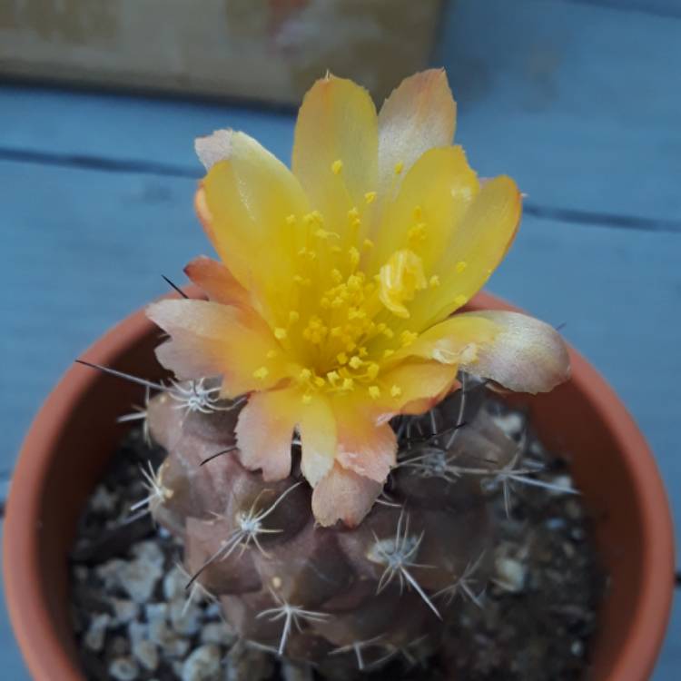 Plant image Copiapoa hypogaea