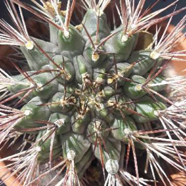 Gymnocalycium schickendantzii syn. Echinocactus schickendantzii