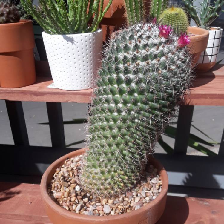 Plant image Mammillaria backebergiana