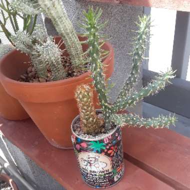 Cylindropuntia