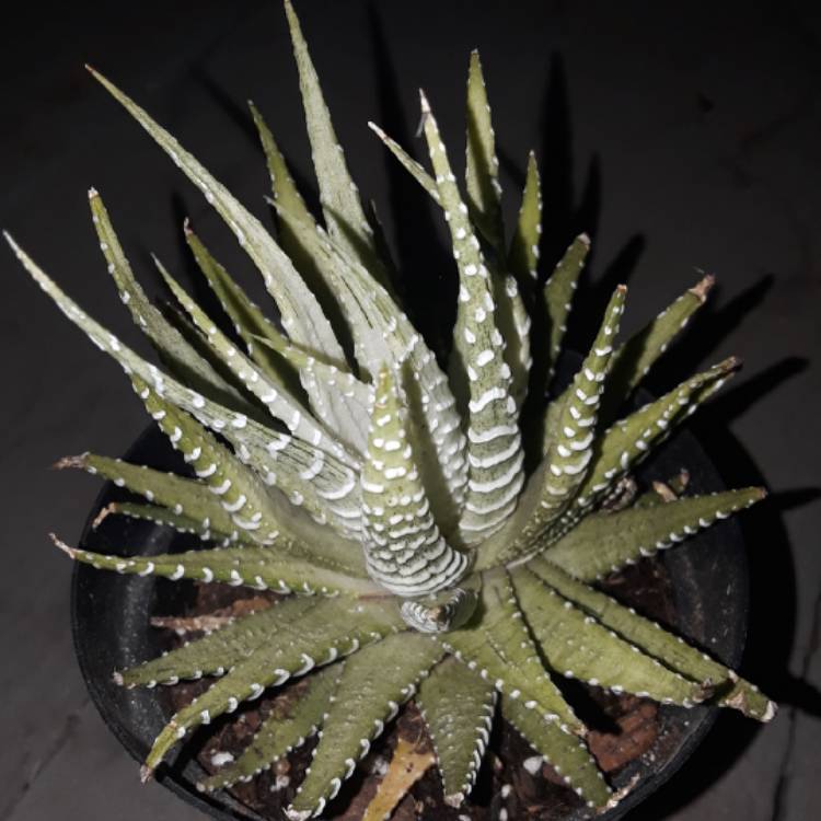 Plant image Haworthia fasciata var. variegata