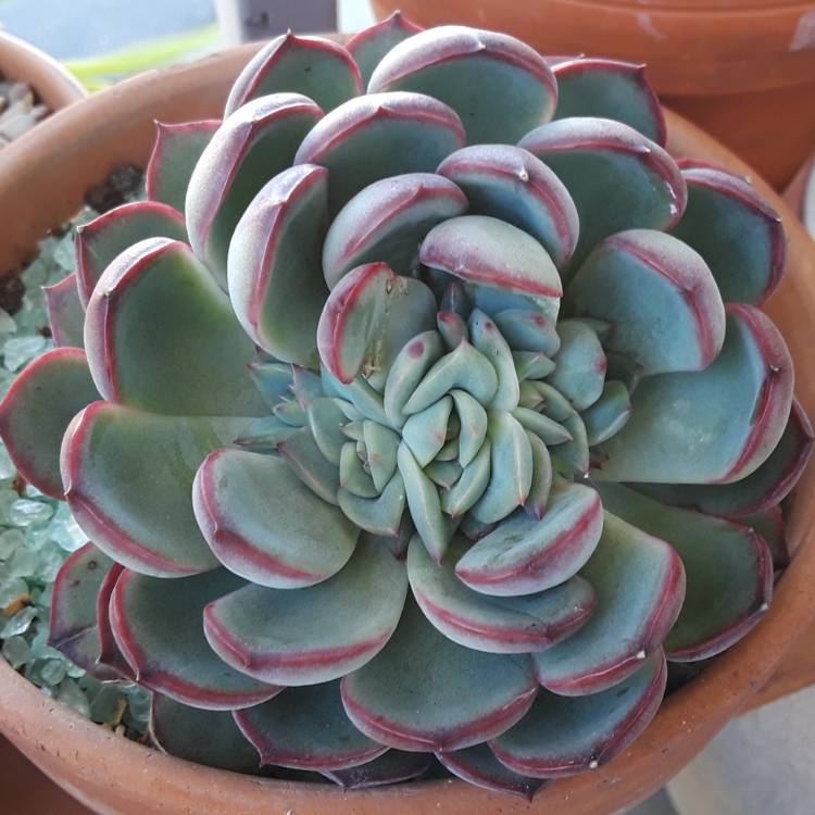 Plant image Echeveria Derenbergii