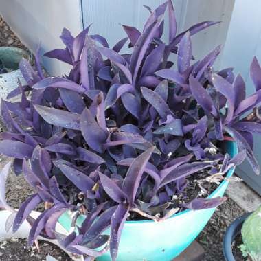 Tradescantia pallida