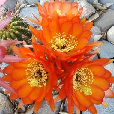 Echinopsis huascha