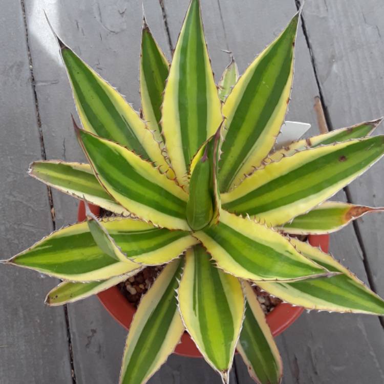 Plant image Agave lopthana 'Quadricolour'