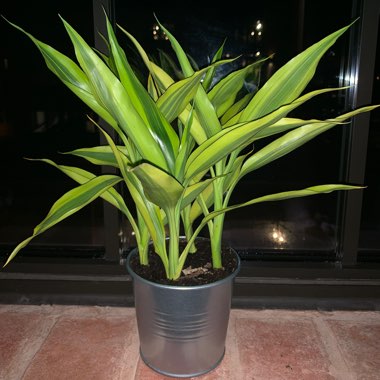 Dracaena fragrans 'Lemon Lime'