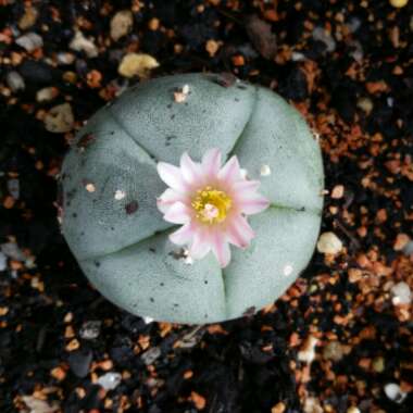 Lophophora Williamsii