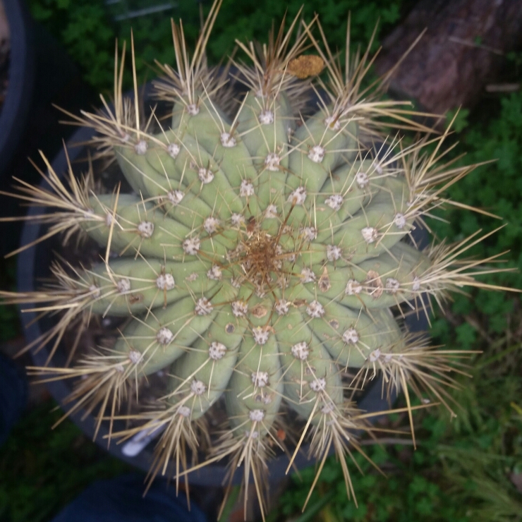 Plant image Trichocereus tersheckii syn. Echinopsis terscheckii