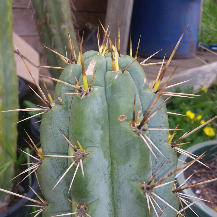 Plant image Trichocereus Cuzcoensis