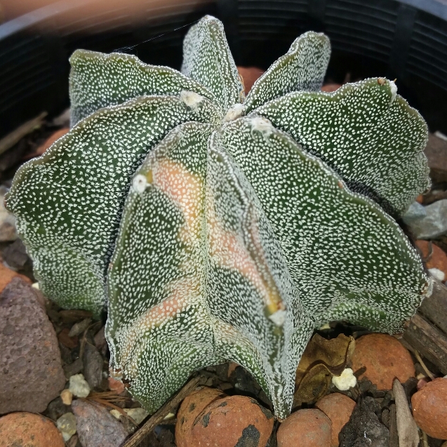 Plant image Astrophytum myriostigma