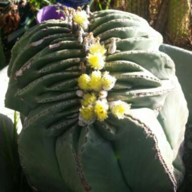 Astrophytum myriostigma