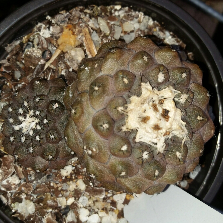 Plant image Copiapoa hypogaea