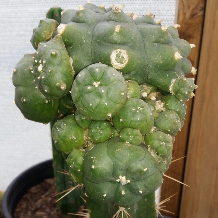 Plant image Lophophora Williamsii