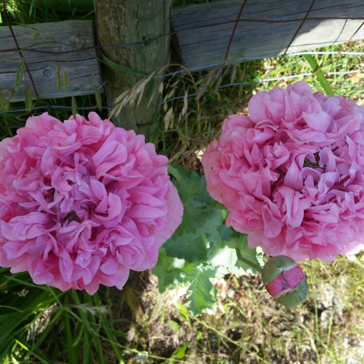 Plant image Papaver paeoniflorum 'Prom Puff'