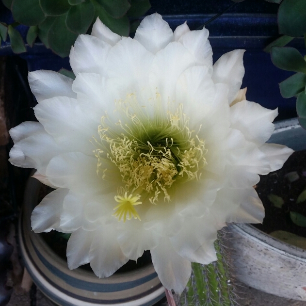 Plant image Trichocereus spachianus