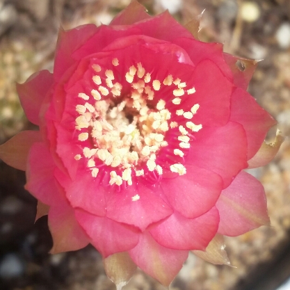 Plant image Echinopsis  syn. Lobiviopsis