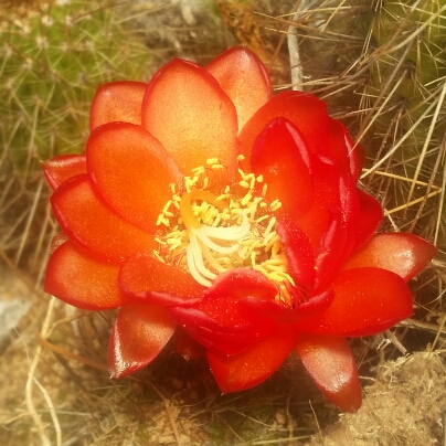 Plant image Echinopsis huascha 'Grandiflora' syn. Trichocereus grandiflorus