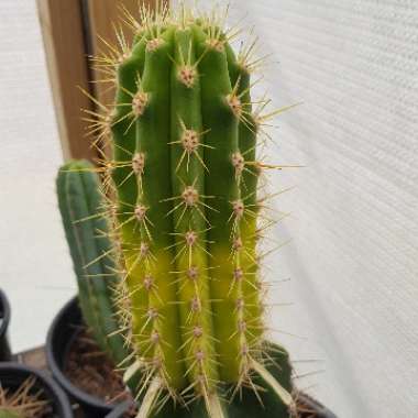 Trichocereus cuzcoensis x Trichocereus terschecki