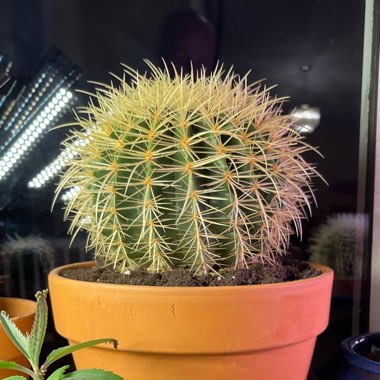 Echinocactus Grusonii