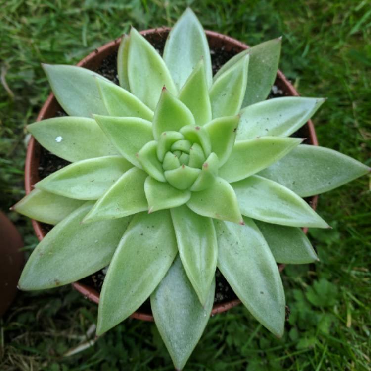 Plant image Echeveria Agavoides Corderoyi